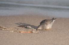 Calidris maritima13sty11